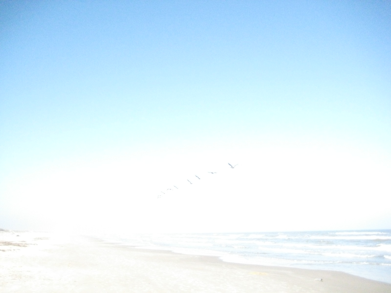 Birds!